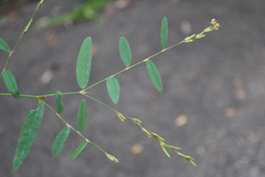 Alysicarpus bupleurifolius